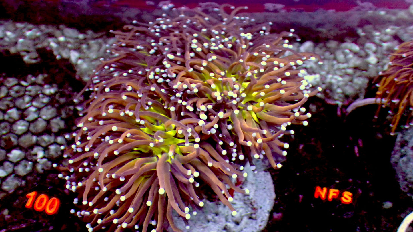 Ny Knicks torch 1” frag (1 head)