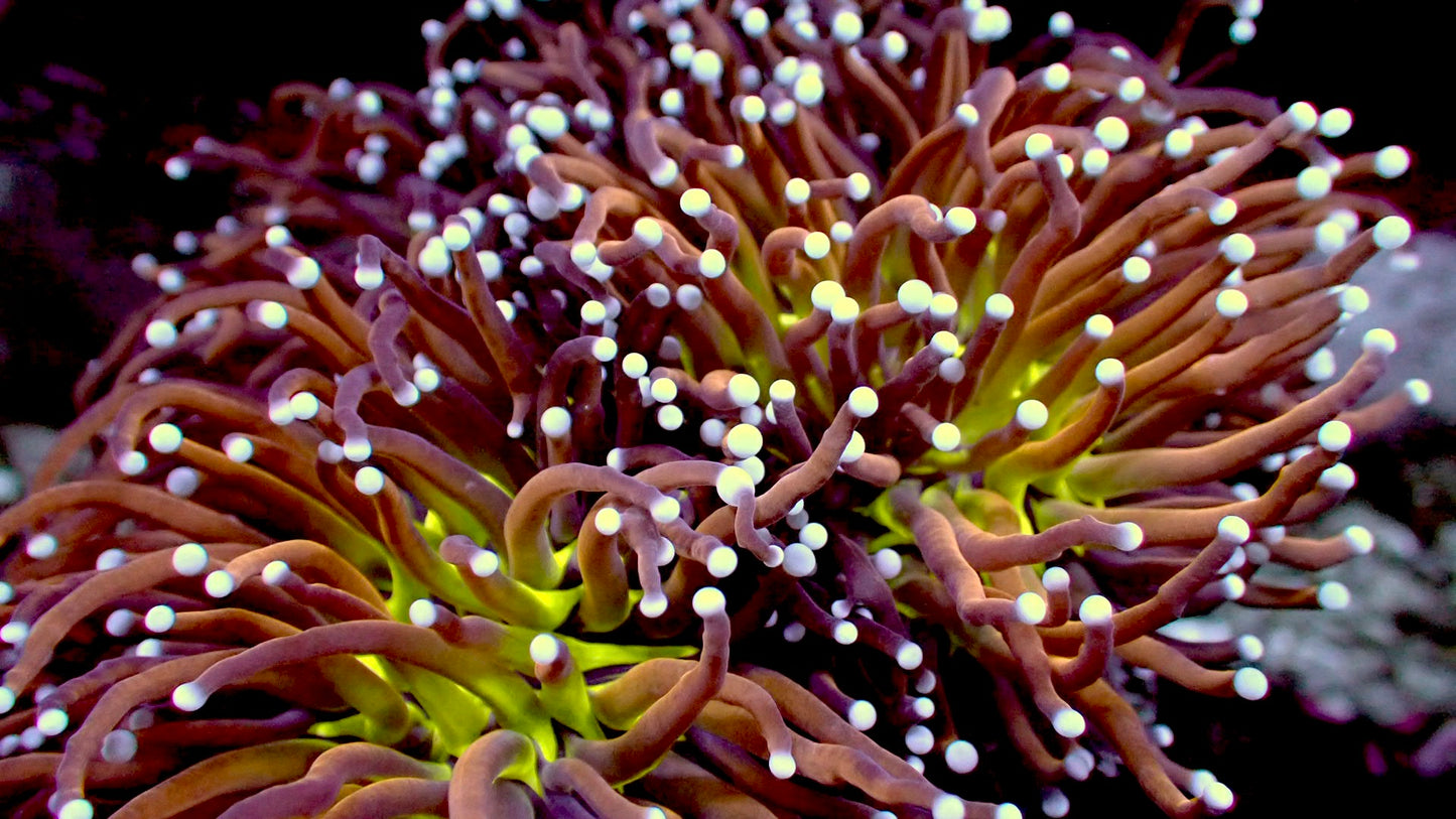 Ny Knicks torch 1” frag (1 head)