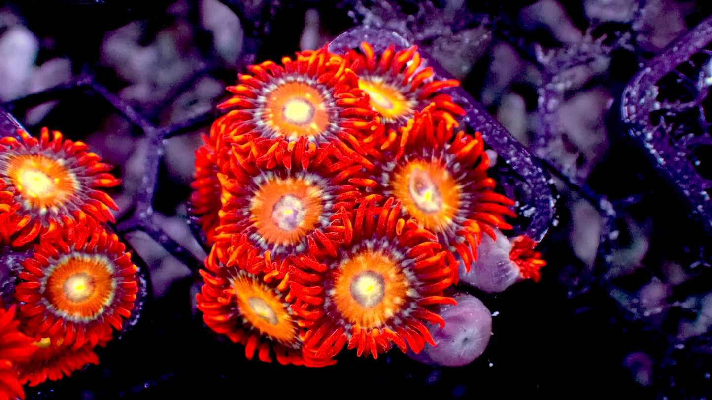 Shatterfield zoas 1” frag 3+ heads