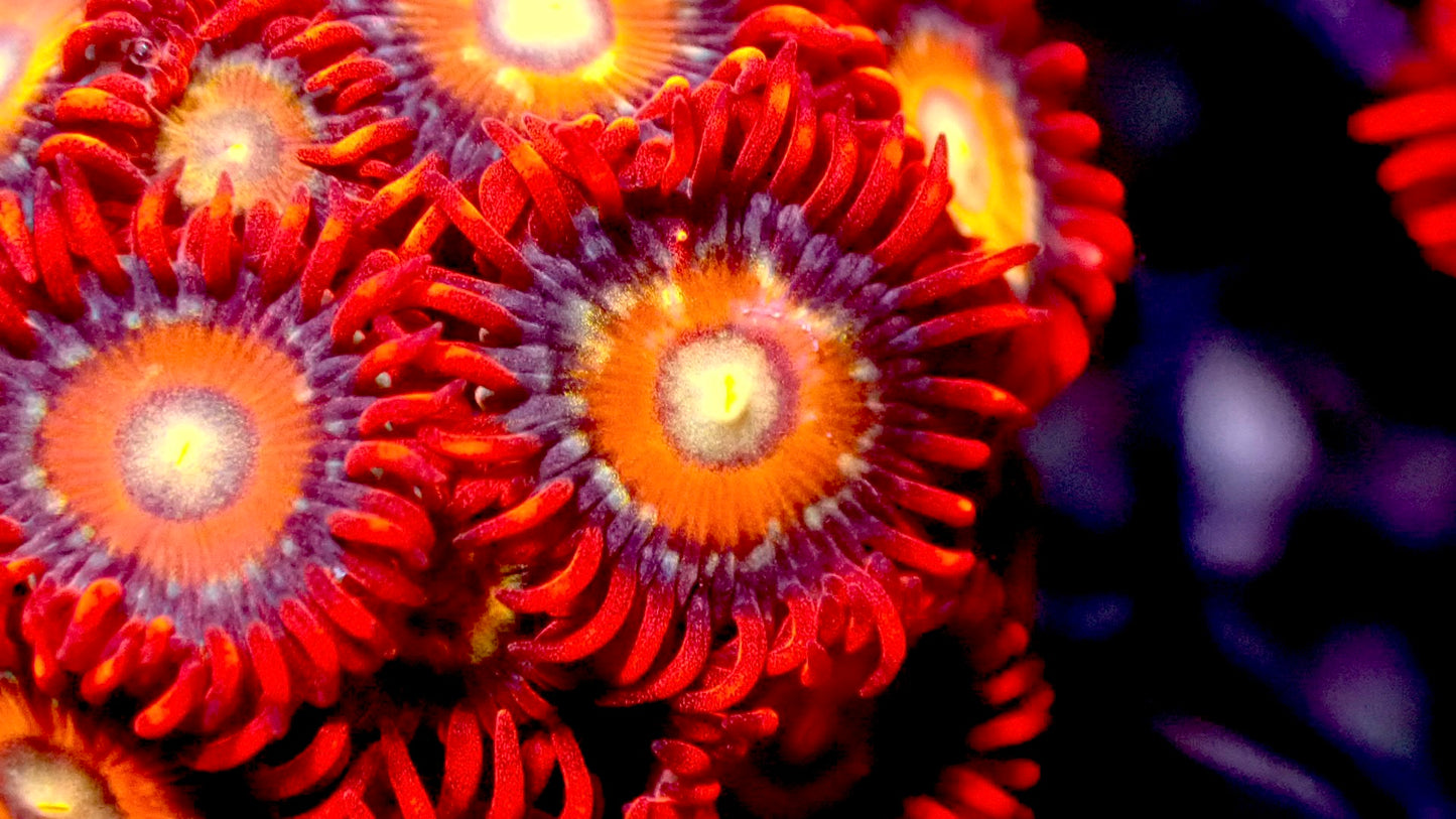 Shatterfield zoas 1” frag 3+ heads