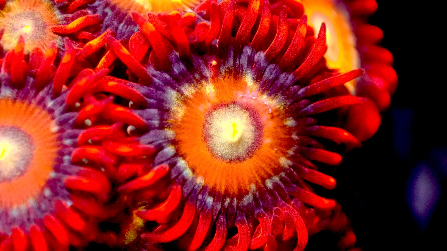 Shatterfield zoas 1” frag 3+ heads
