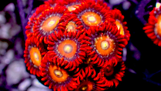 Shatterfield zoas 1” frag
