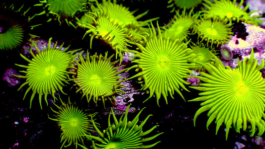 Green implosion paly 1” frag