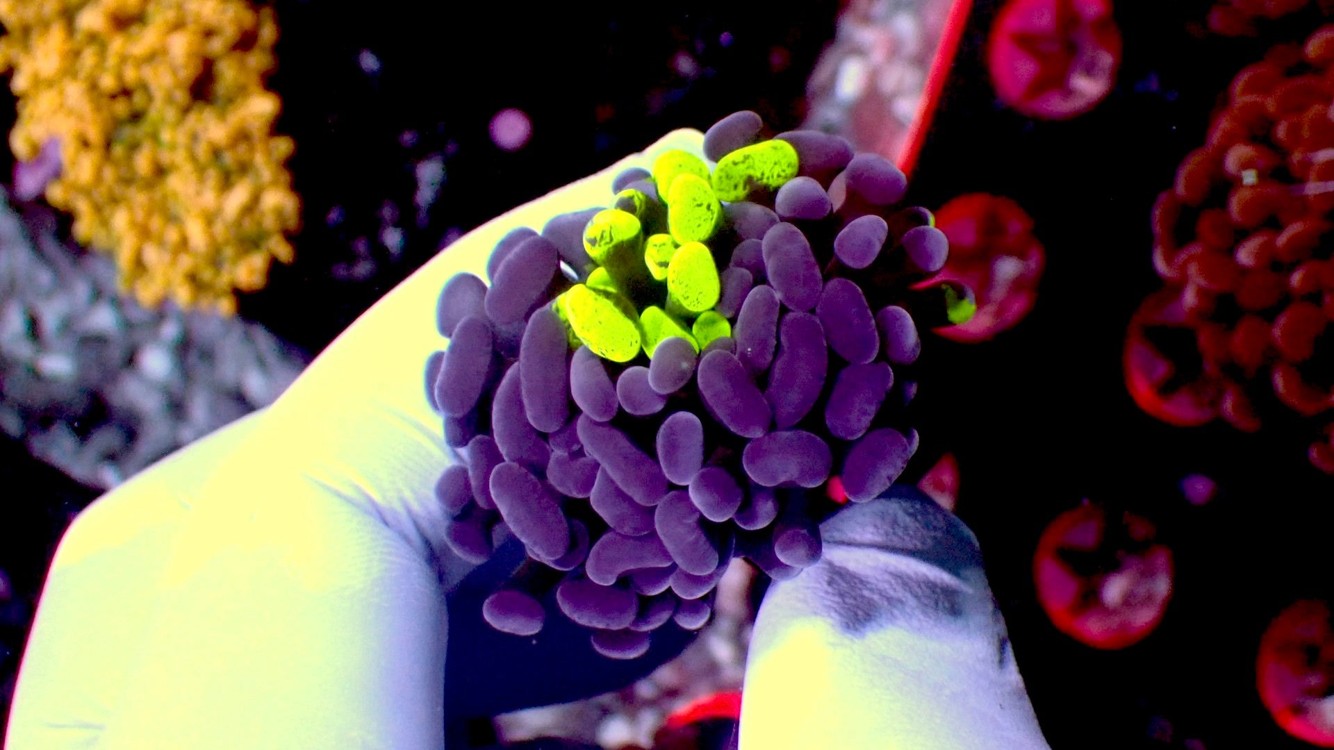 Splatter purple hammer 1” frag WYSIWYG – Reef To Go