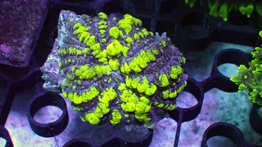 Uranium bounce mushroom 1” WYSIWYG