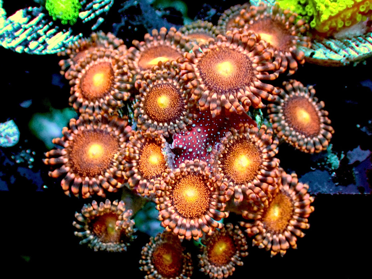 Mohawk zoas 1” frag colony