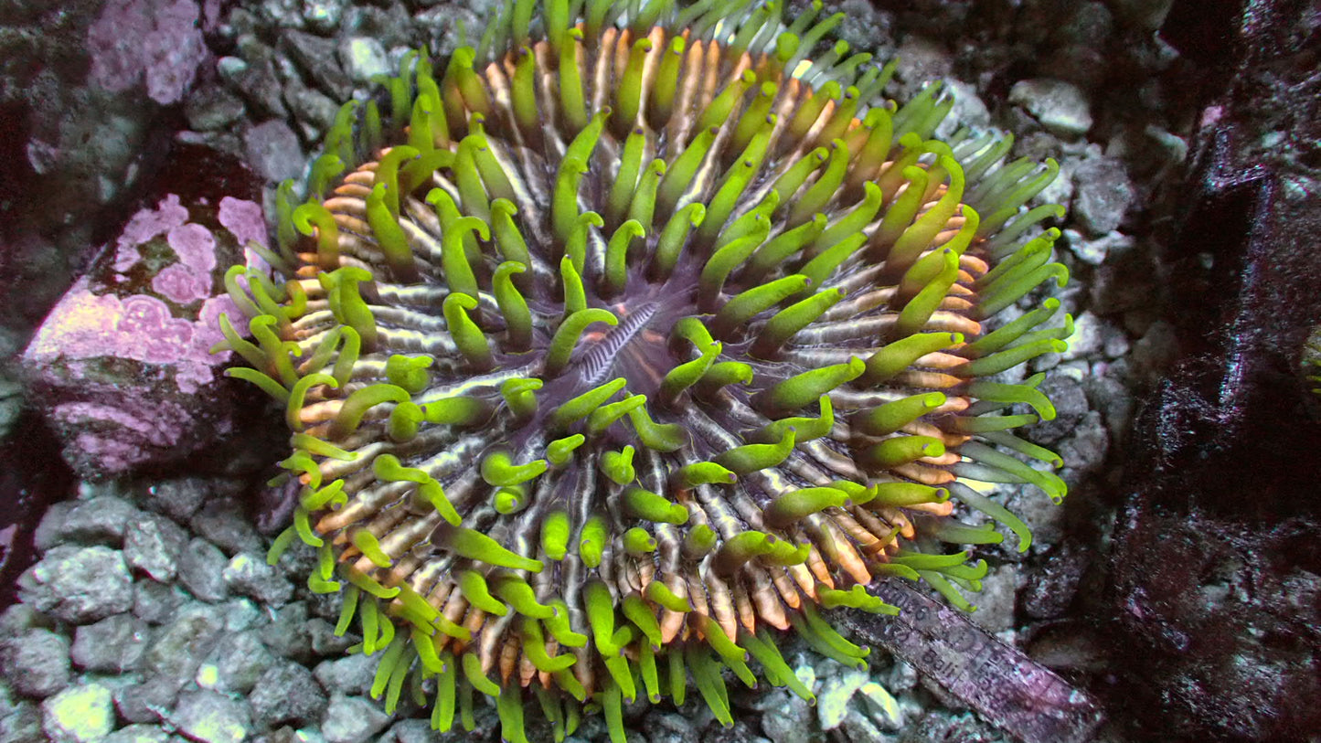 Rainbow Fungia plate 3” WYSIWYG