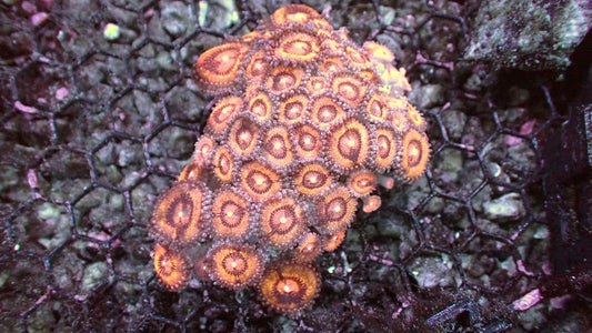 Nebula Zoanthid 3” colony WYSIWYG