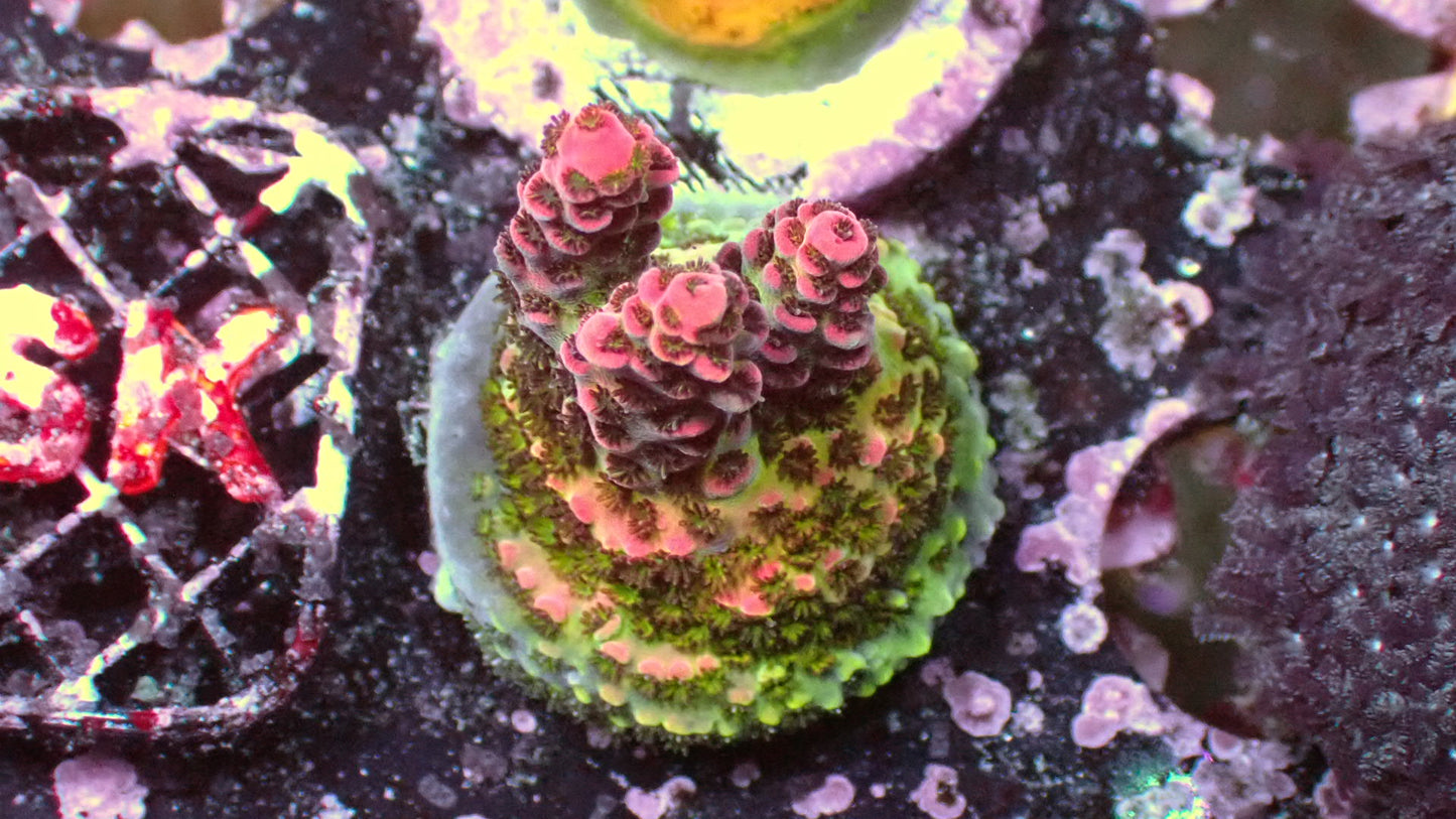 Dragon fruit acro 1” frag
