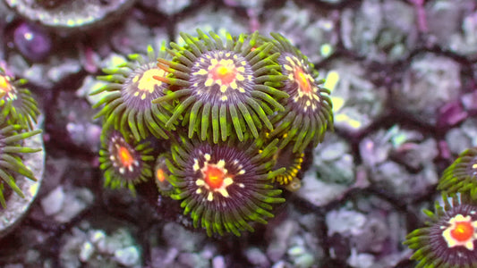 Stargazers zoas 1” frag