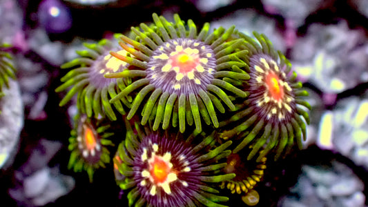 Stargazer zoas 1” frag