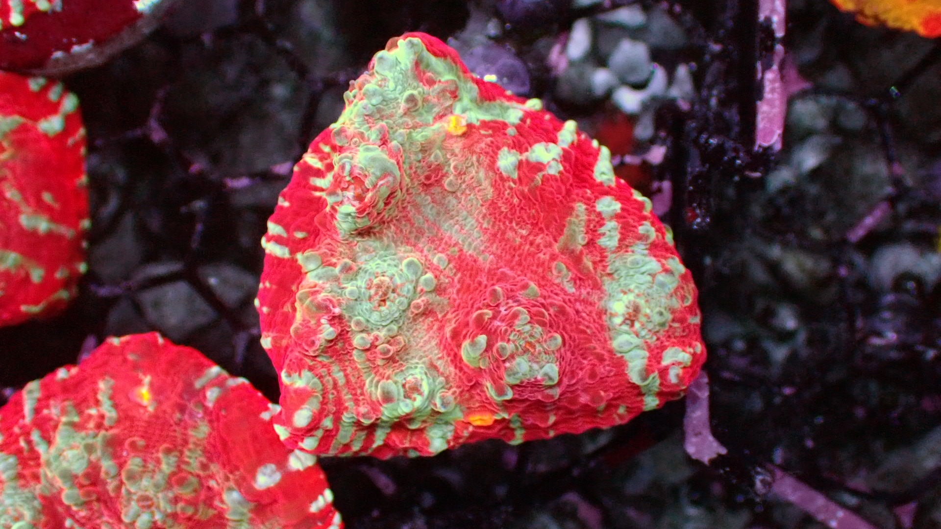 Blue blood chalice 1” frag – Reef To Go