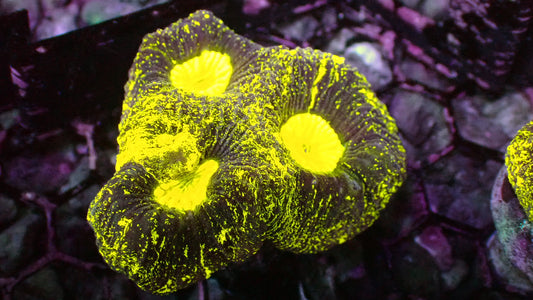 Yellow splatter Goniastrea 1” frag