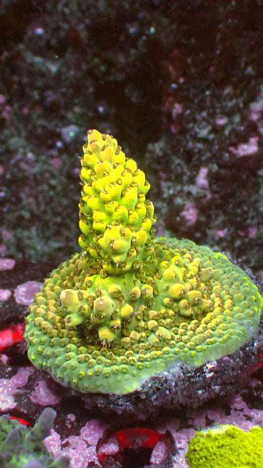 Lemon lime acro 1” frag