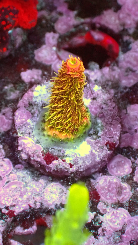 Asd rainbow acro 1” frag