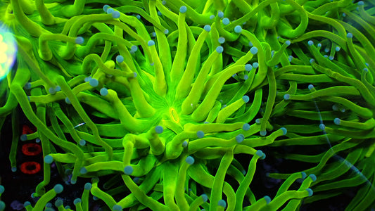 Holy grail torch 1” frag