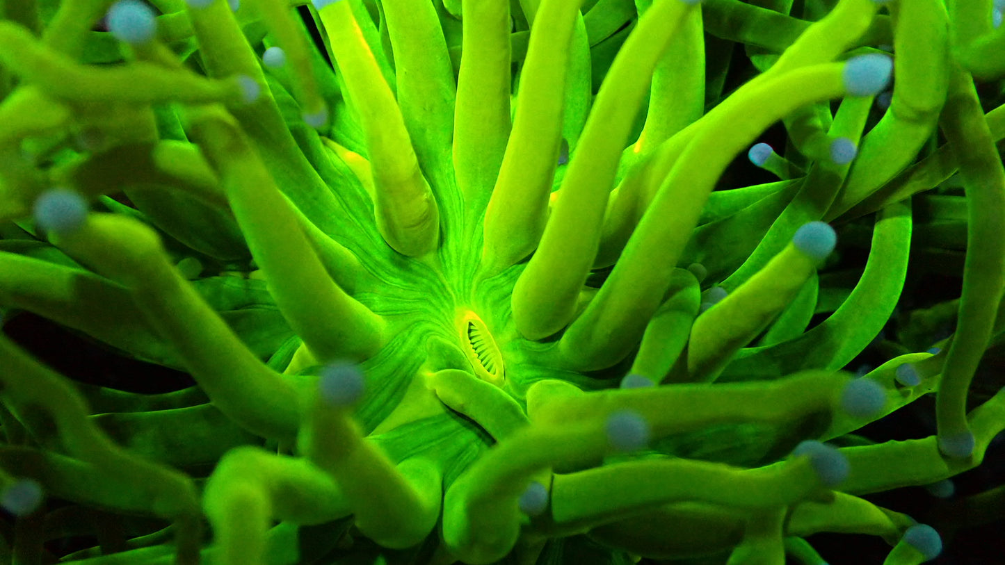 Holy grail torch 1” frag