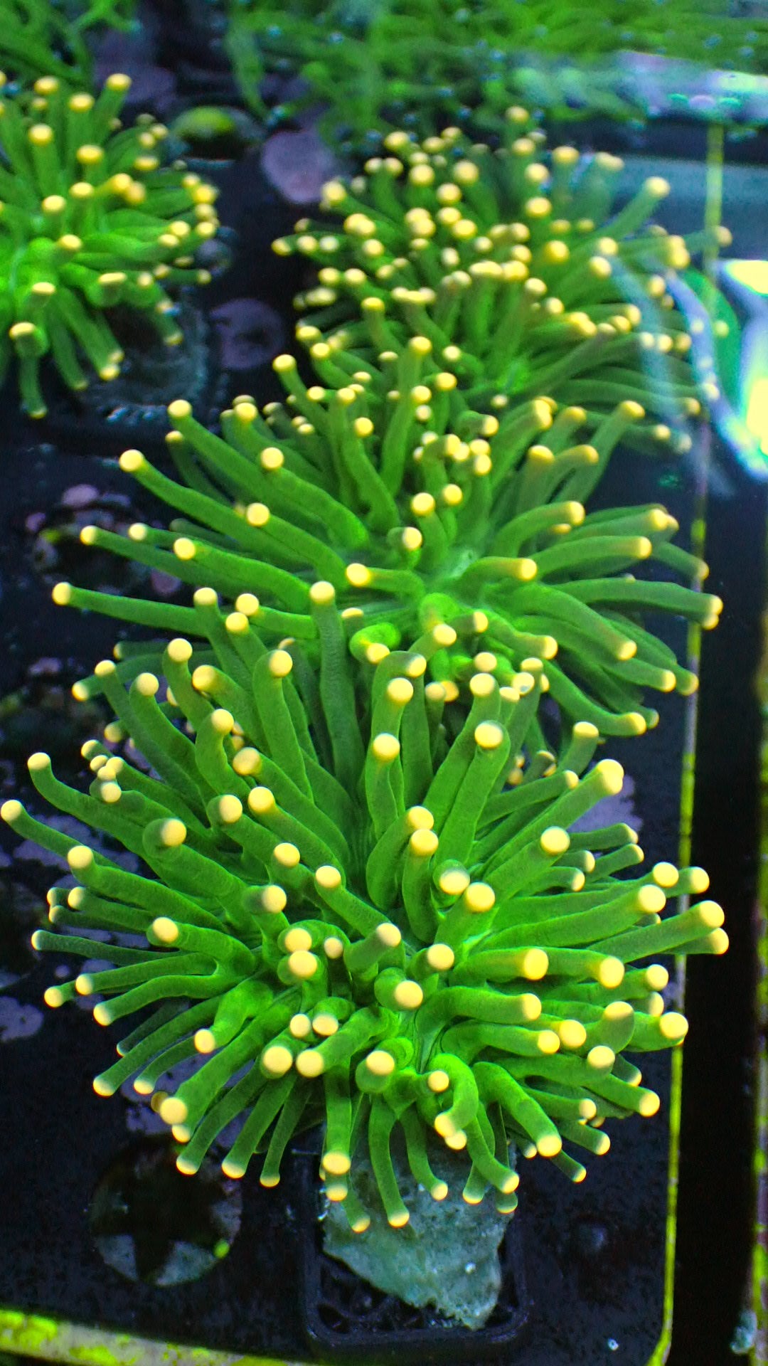 Yellow tip torch 1” frag (1 head)