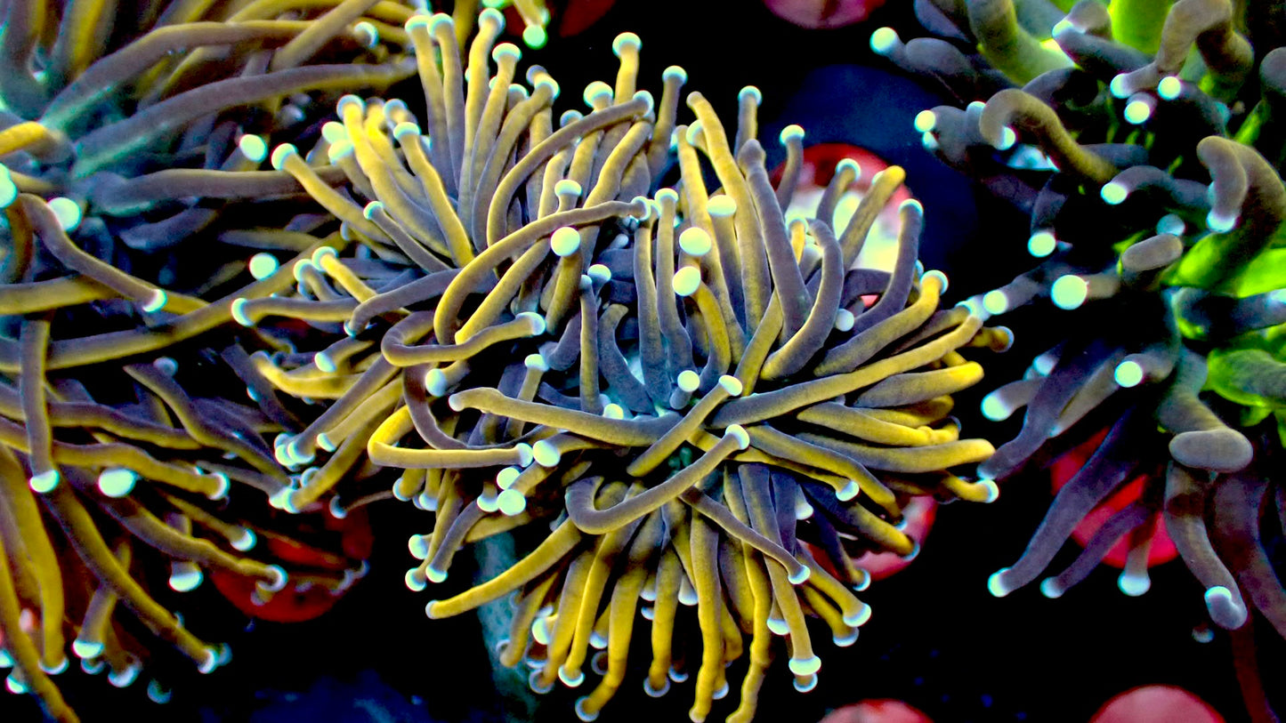 Indo gold torch 1” frag