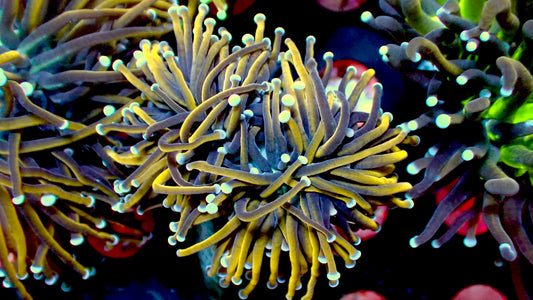 Indo gold torch 1” frag