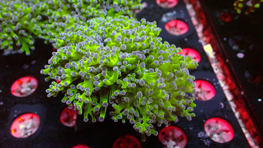 Purple tip frogspawn 1” frag