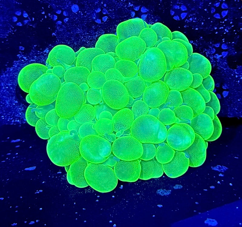 Green bubble coral 4”