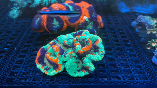 Blue splatter trachy 4” WYSIWYG