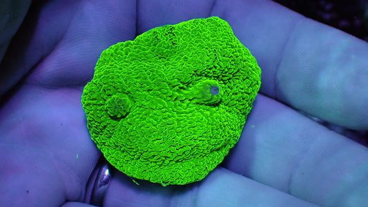 Neon green elephant ear mushroom 1” frag