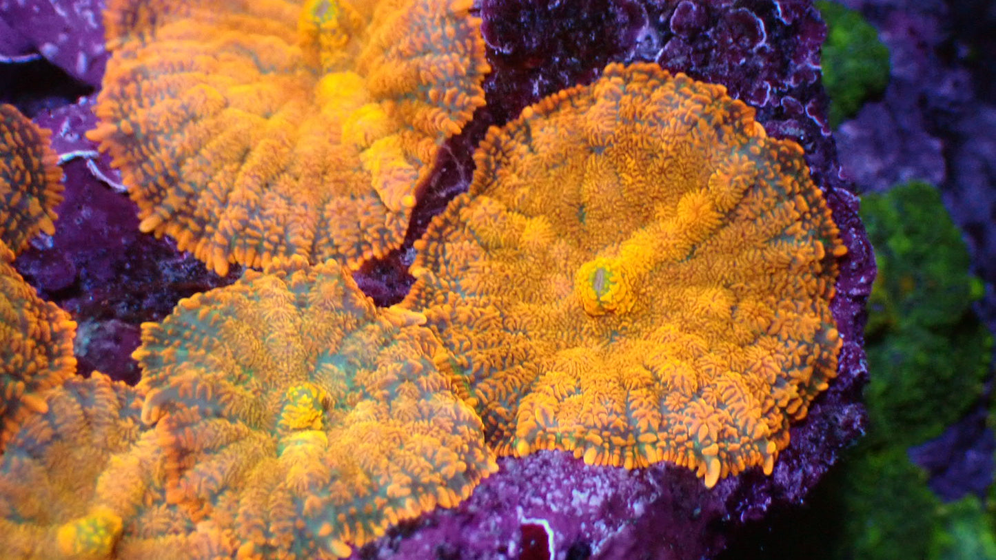 Sunburst mushroom 1” frag