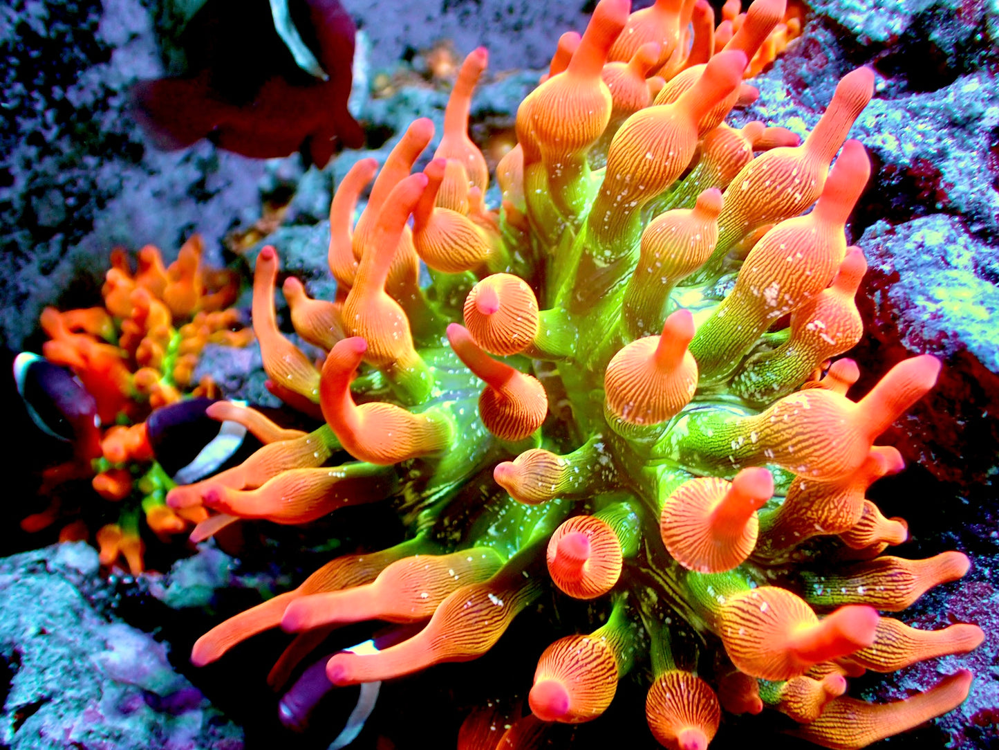 Ultra rainbow anemone 2”