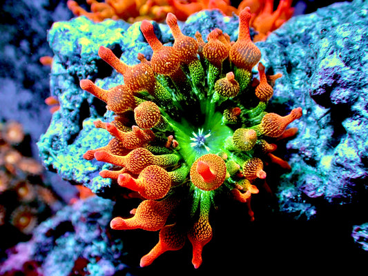 Ultra rainbow anemone 2”