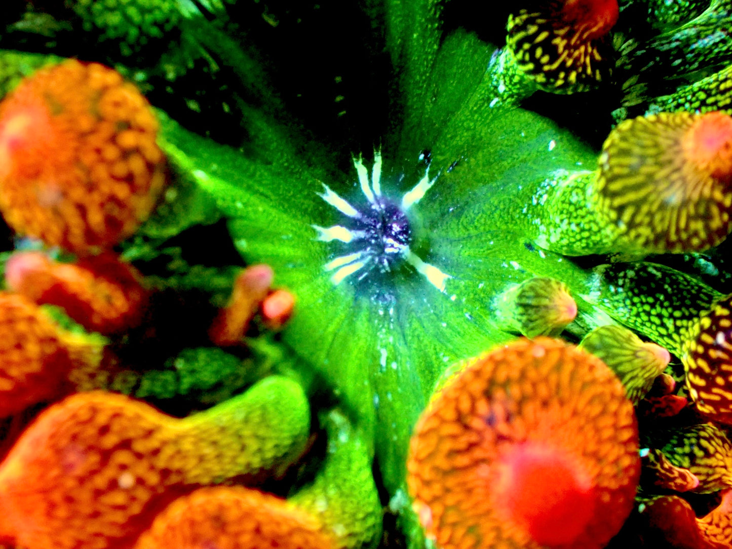 Ultra rainbow anemone 2”