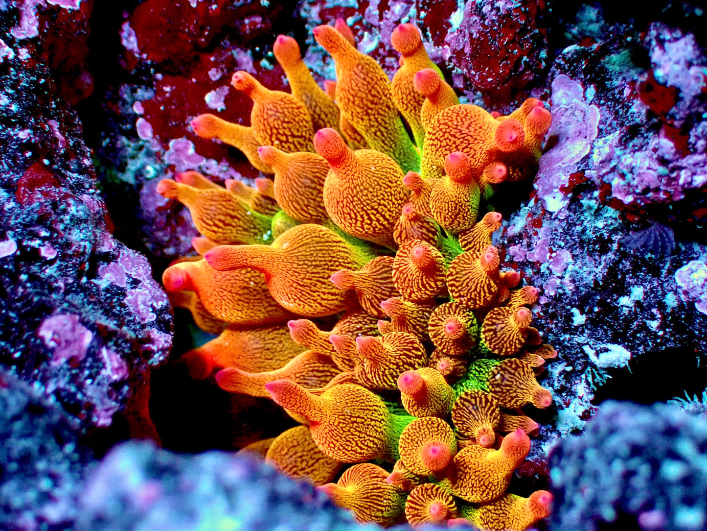 Ultra rainbow anemone 2”