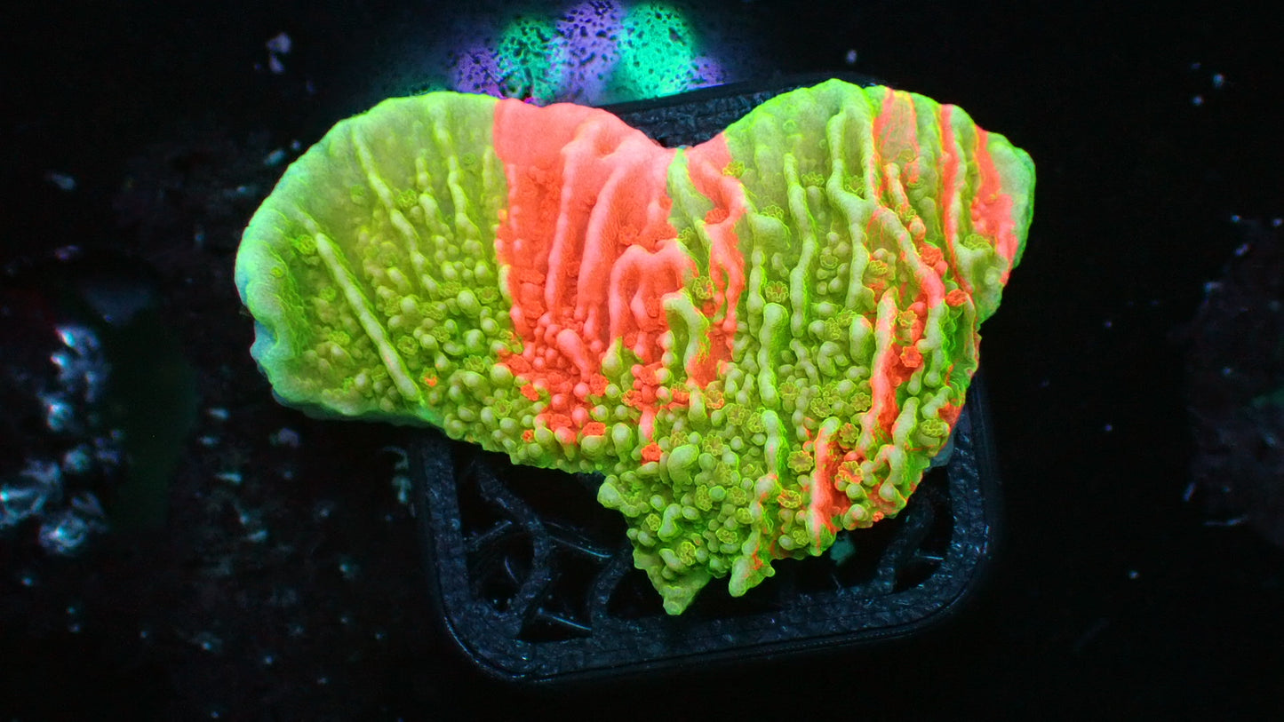 Grafted monti cap 1” frag