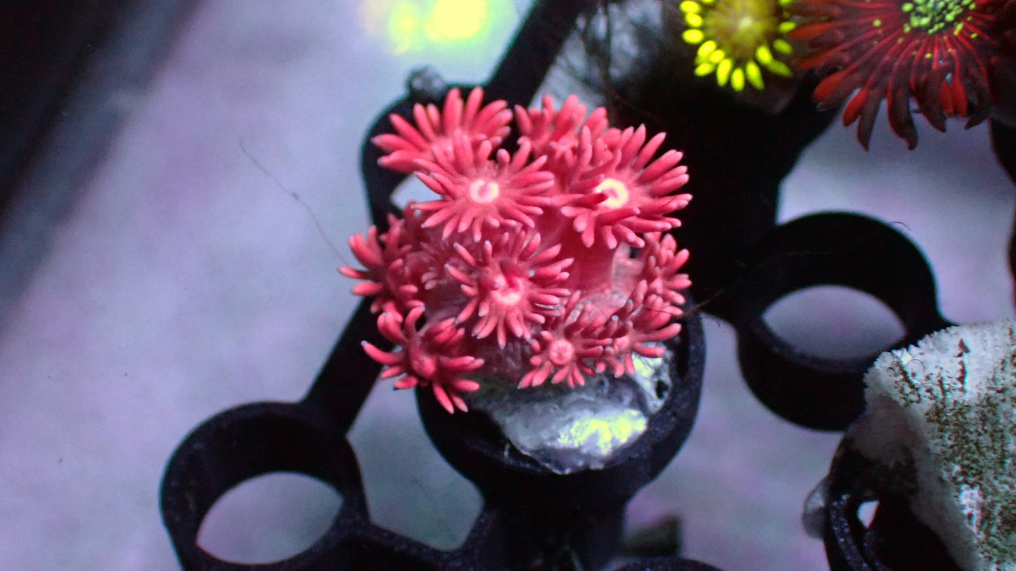 Pink Goni 1” frag