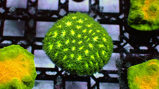 Emerald city leptastrea 1” frag