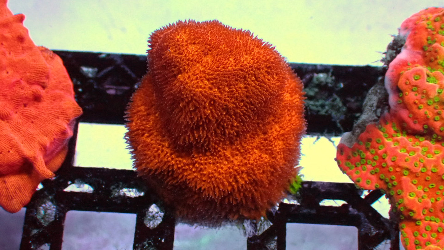 Pumpkin psammocora 1” frag