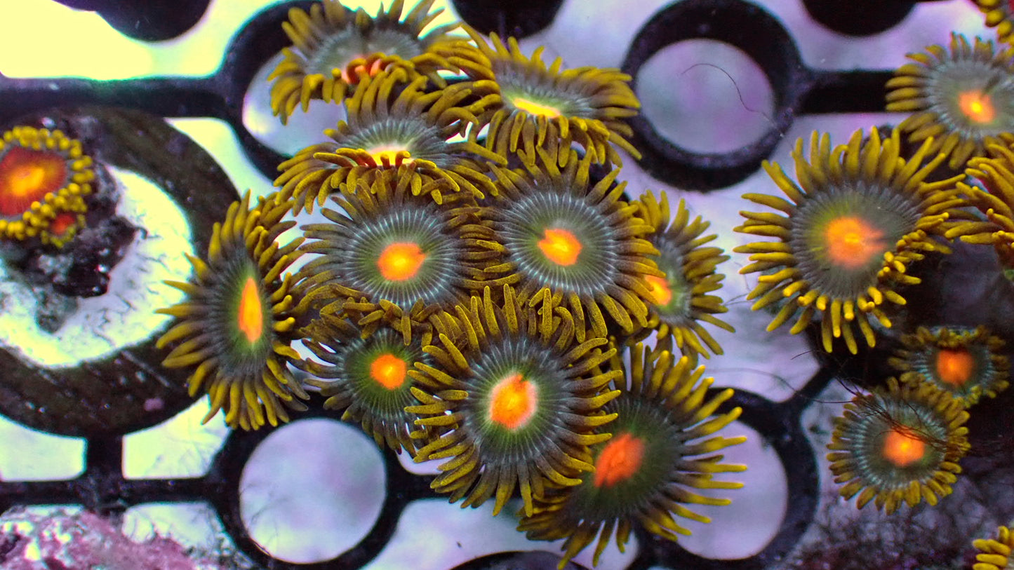 Green Bay zoas 1” frag (3+ heads)