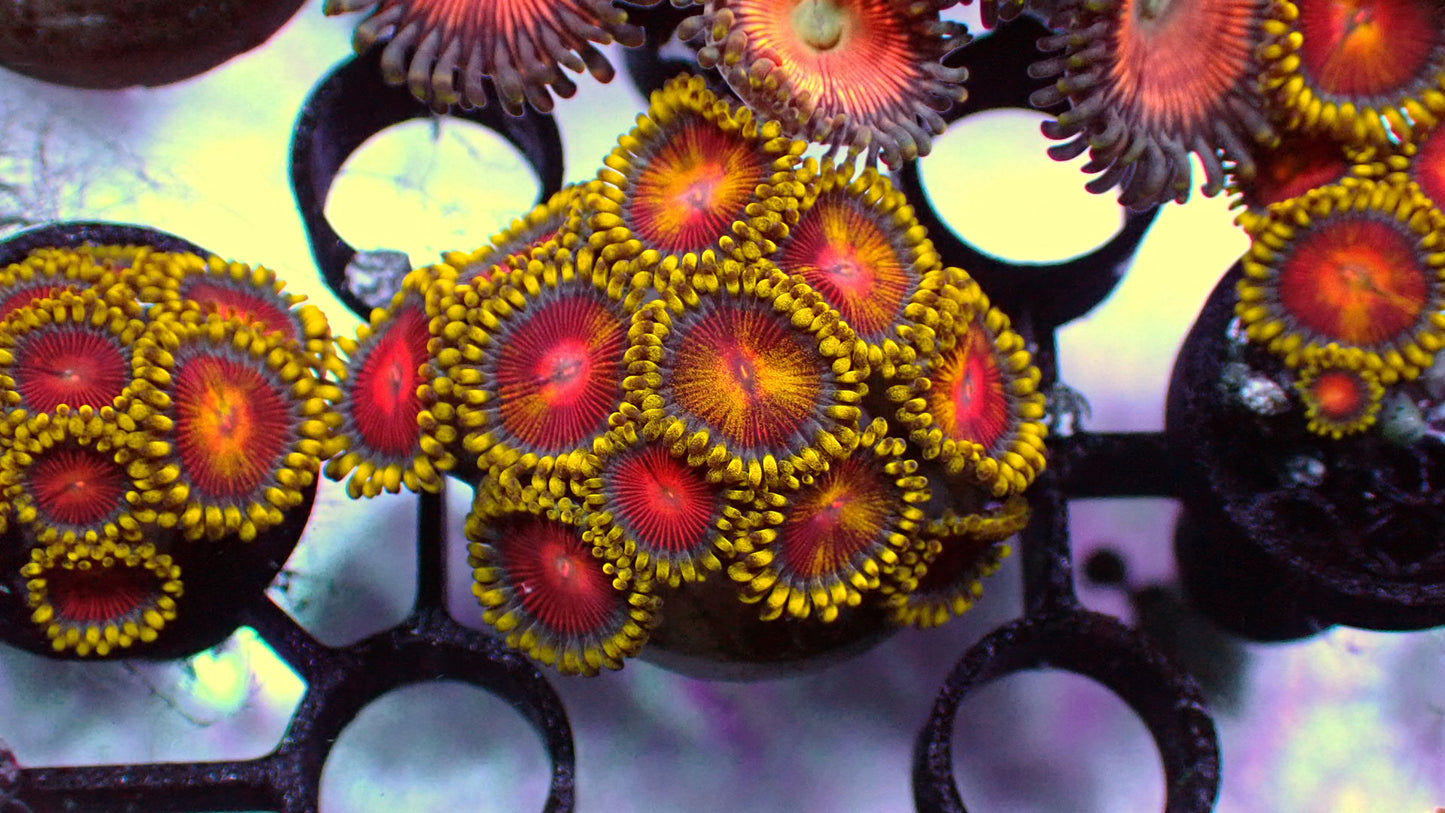 Yellow brick road zoas 1” frag (3+ heads)