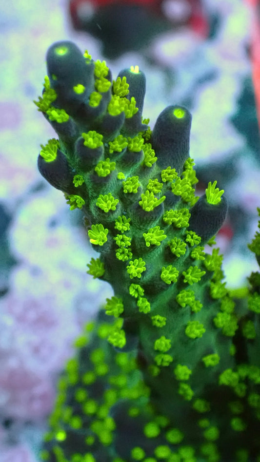 Garf Bonsai acro 1”