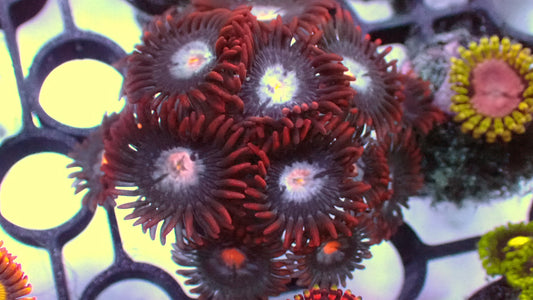 Mystique zoas 1” frag (3+ heads)