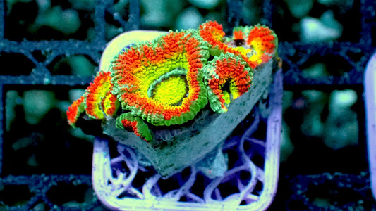 Holy grail micromussa 1” frag