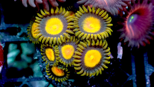 King Midas zoas 1” frag