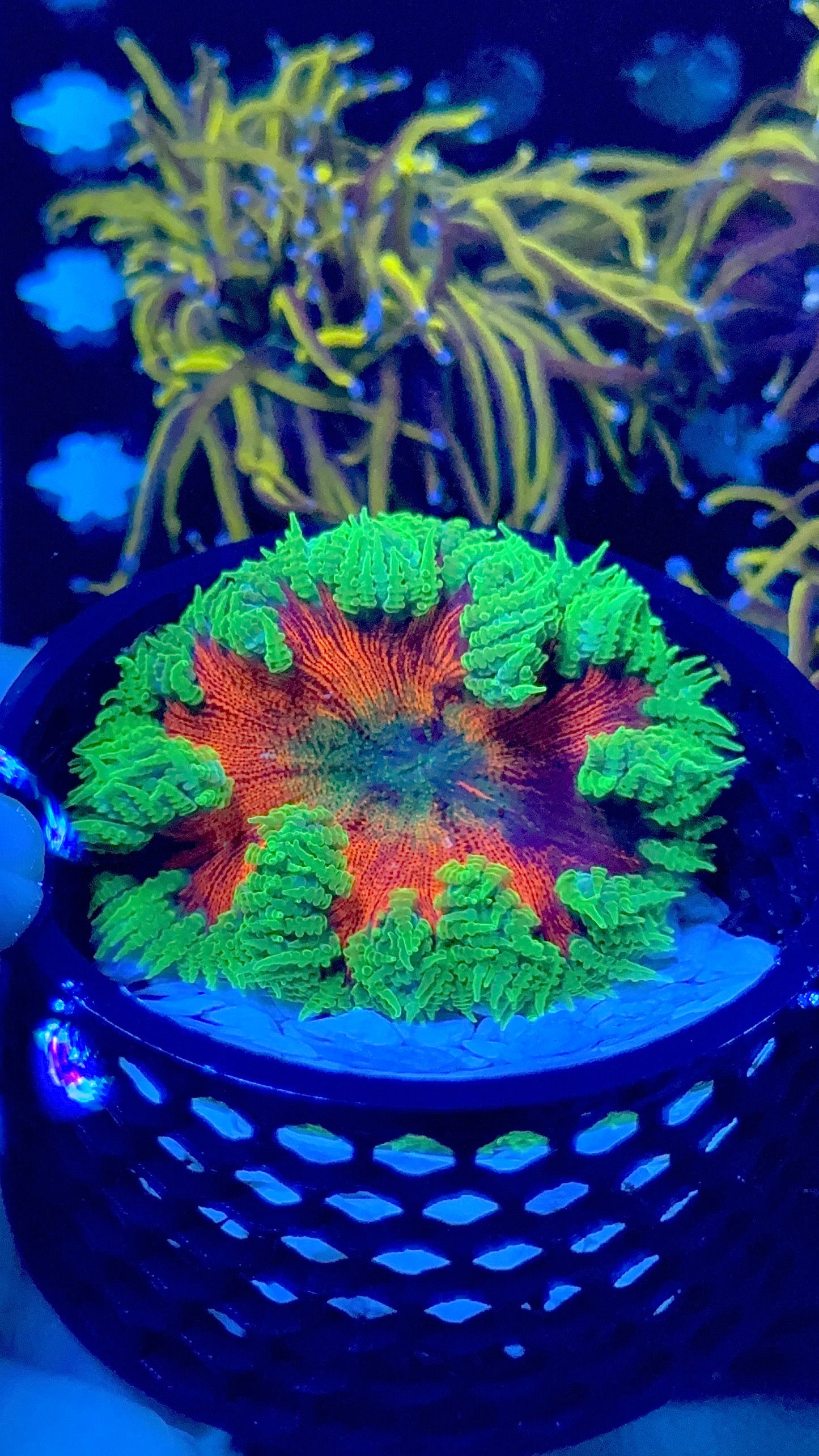 Cosmic koolaid rockflower anemone 2”