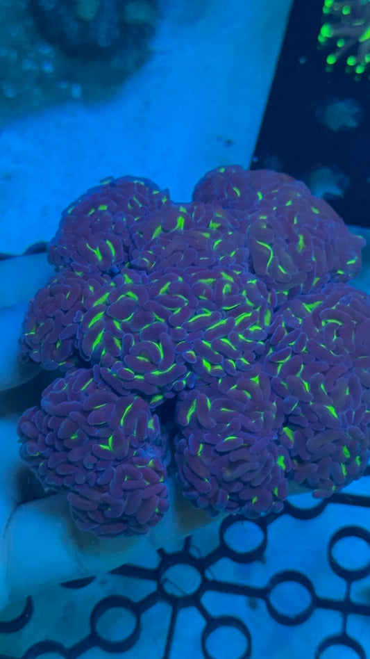 Aussie hammer bi-color purple 1” frag