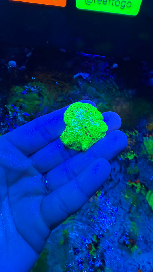 Kryptonite jawbreaker