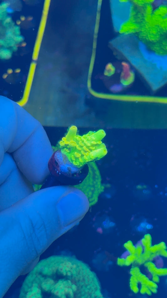 Walt Disney acro 1” frag
