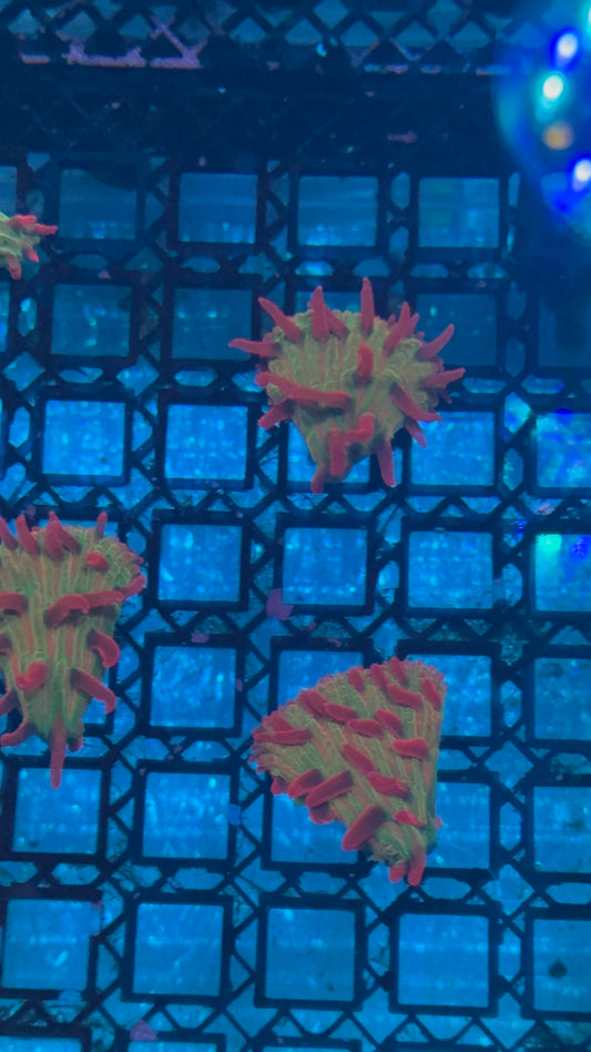 Strawberry Diaseris plate 1” frag