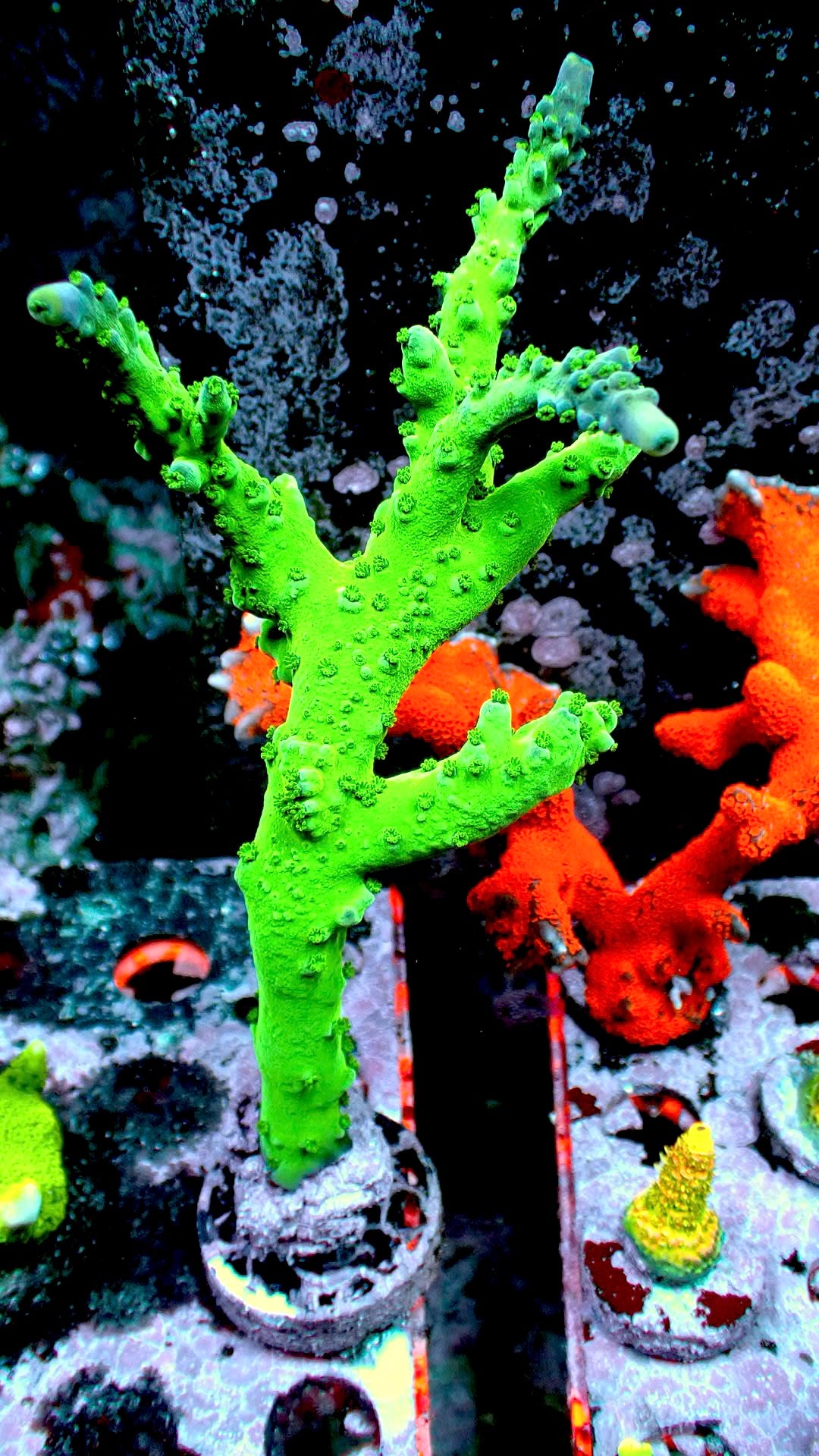 Green stag 1” frag