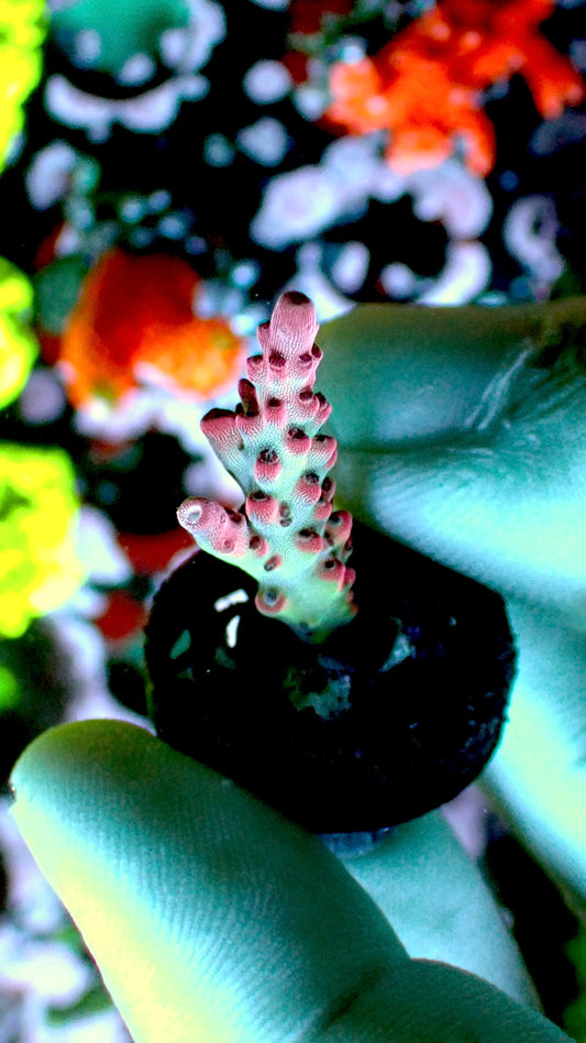 Berry acropora 1” frag